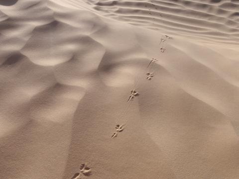 un pas après l'autre...