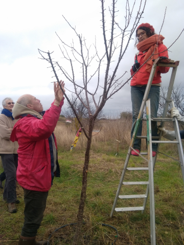 Formation à la taille des arbres fruitiers