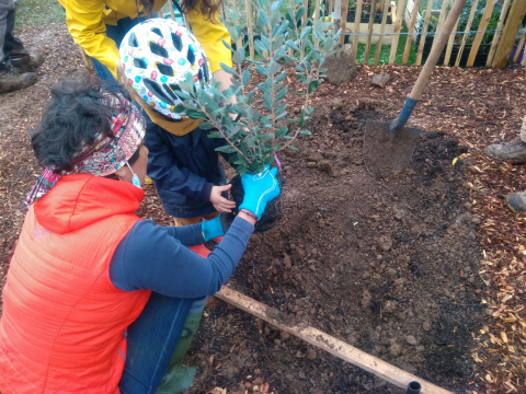 Plantation de l'Incroyable Bosquet Fruitier de Jacques Coeur