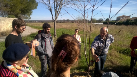 Formation à la taille des arbres fruitiers