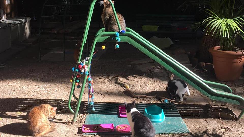 Ecovolontariat à Barcelone, Protection Animale dans un refuge pour chiens et chats