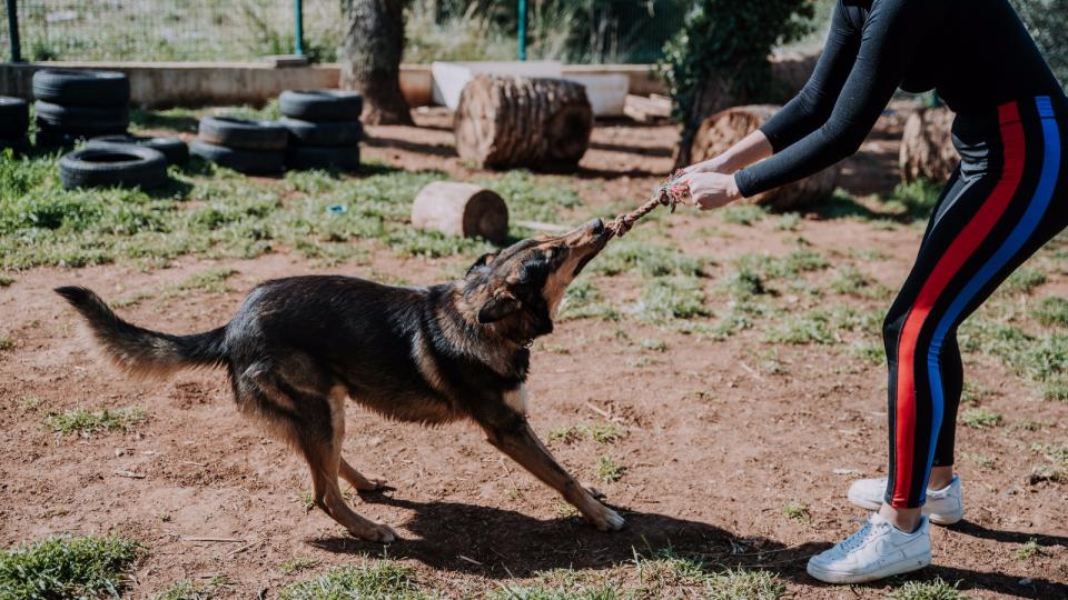 Ecovolontariat à Split, Protection Animale dans un refuge pour chiens et chats