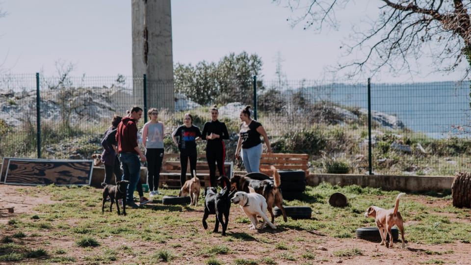 Ecovolontariat à Split, Protection Animale dans un refuge pour chiens et chats