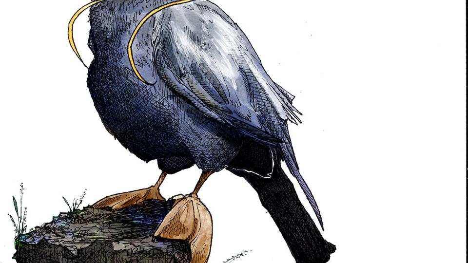 Illustration de couverture pour les infos pratiques du Théâtre de la Plume