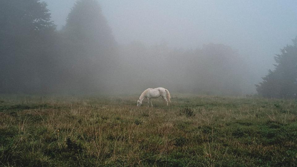 Looking for Quichotte / Compagnie l'Individu : Mercredi 3, jeudi 4 et vendredi 5 novembre - 20h